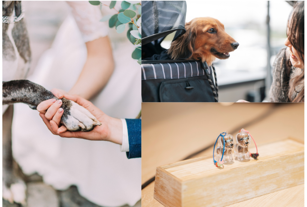ペットと一緒の結婚式｜家族の一員と叶える特別なウェディング